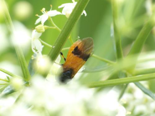 Arge cyanocrocea